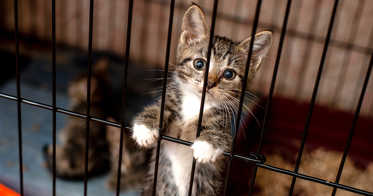 kitten_adopt_1