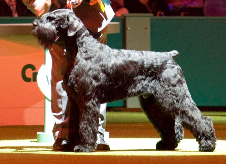 Crufts-2008-Best-in-Show-Giant-Schnauzer-CH-Jafrak-Philippe-Olivier-Owned-by-Mr-and-Mrs-K-Cullen-image-CC-credit-and-copyright-The-Kennel-Club-flickr