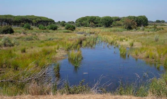 The-Coto-Doñana-Acebuche-a-mosaic-of-pine-groves-and-marshes