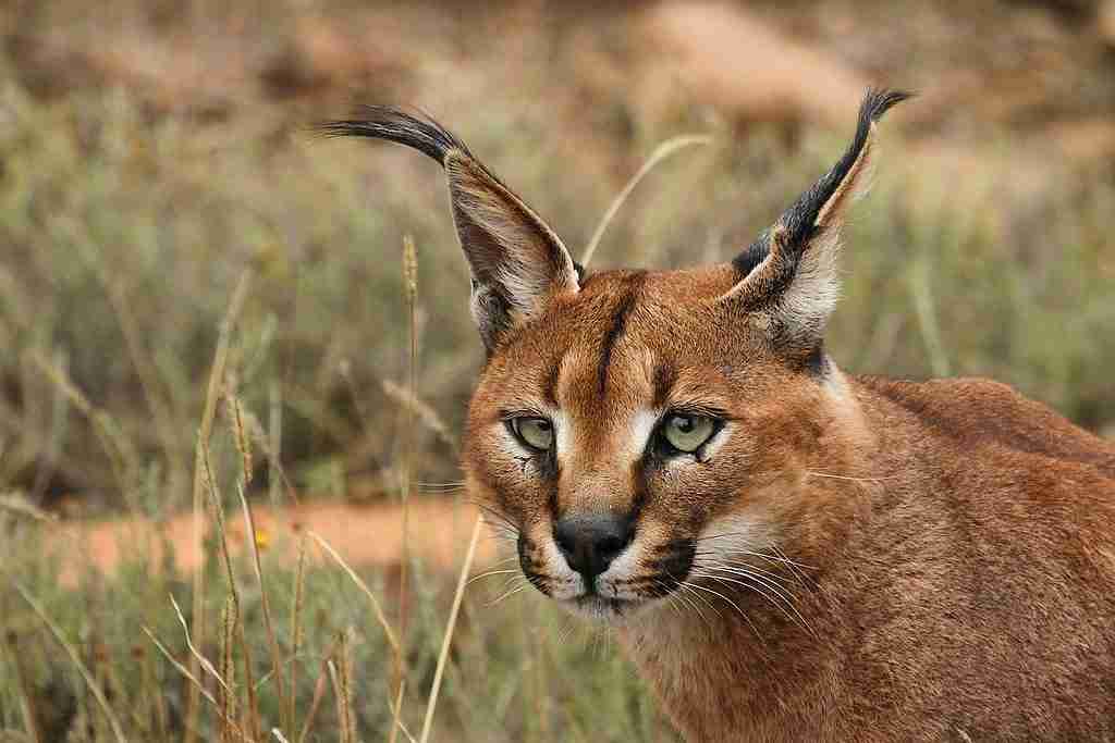 Caracal caracal