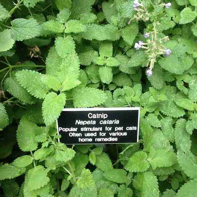 Catnip Nepeta Cataria