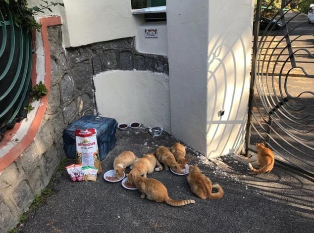 Gatti di Ischia