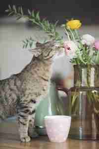 almo nature primavera gatto