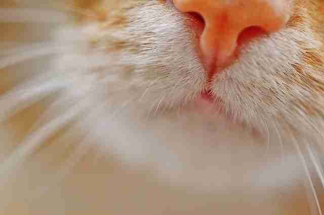 lettiera naturale rispetta l'olfatto sensibile dei gatti