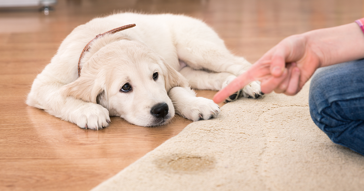 Eight common Misunderstandings about Dog Behavior