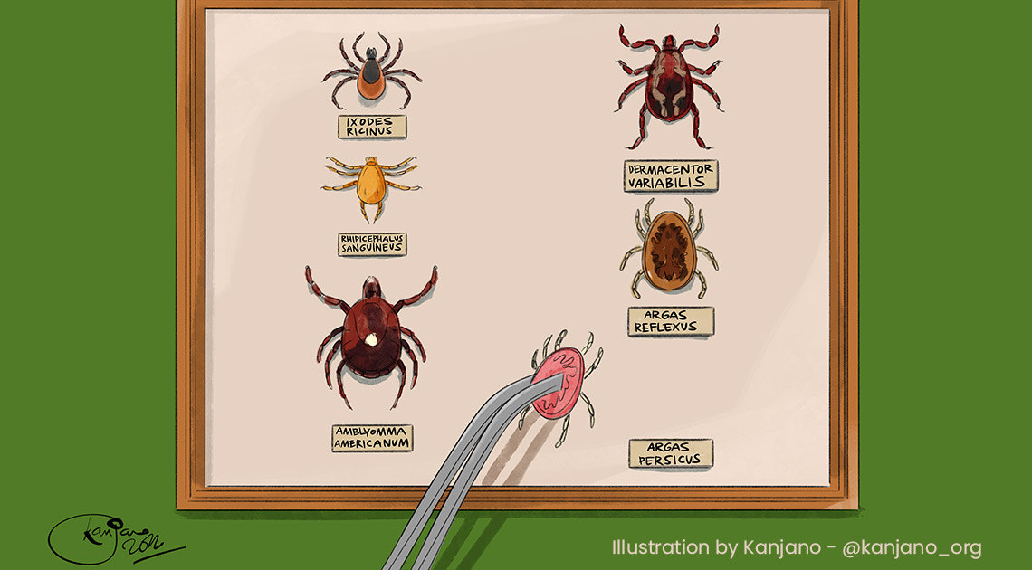 Ticks and parasites: how, when and why... how to remove them without doing harm
