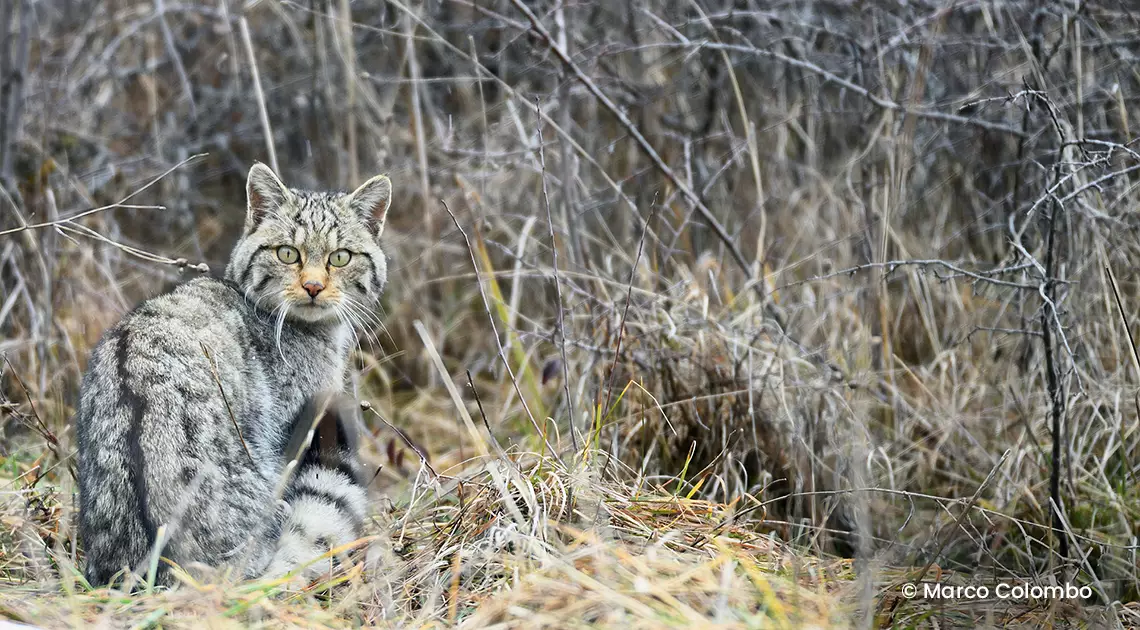 The Wild Cat – Ghost of the woods