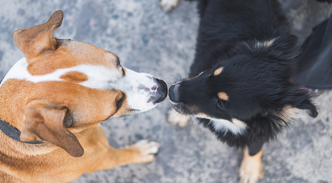 Cane e linguaggio del corpo. Le regole per capirsi meglio!