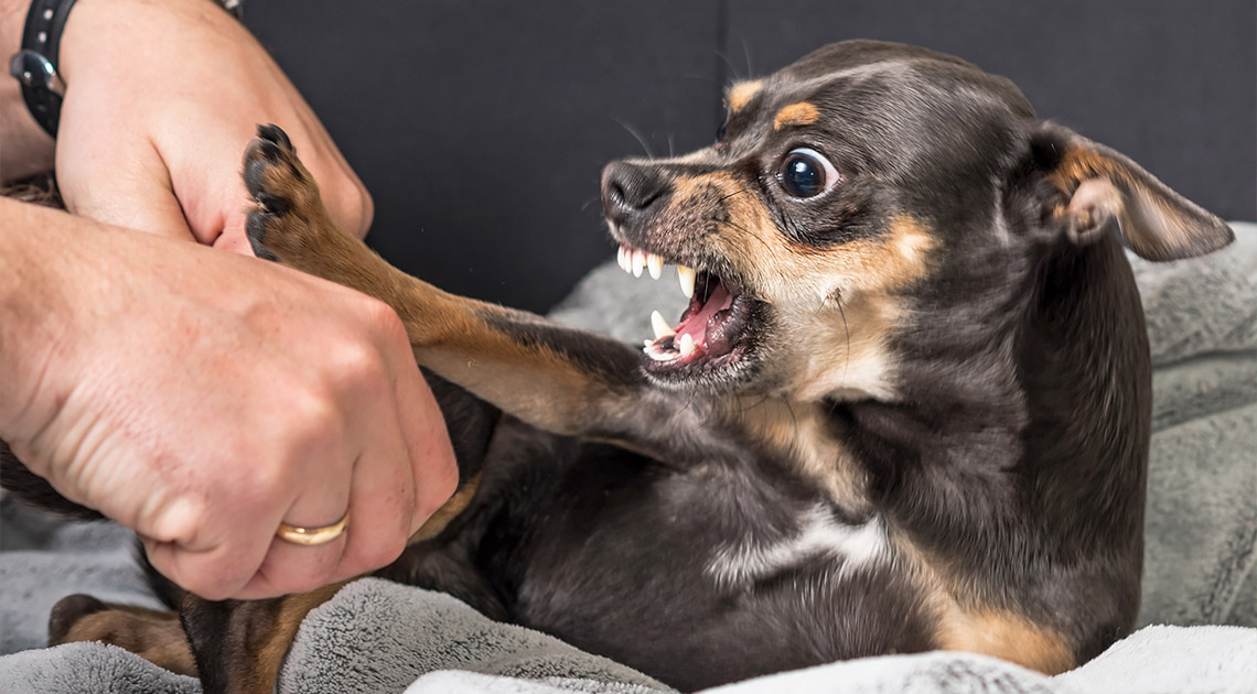 Cane e linguaggio del corpo. Le regole per capirsi meglio!