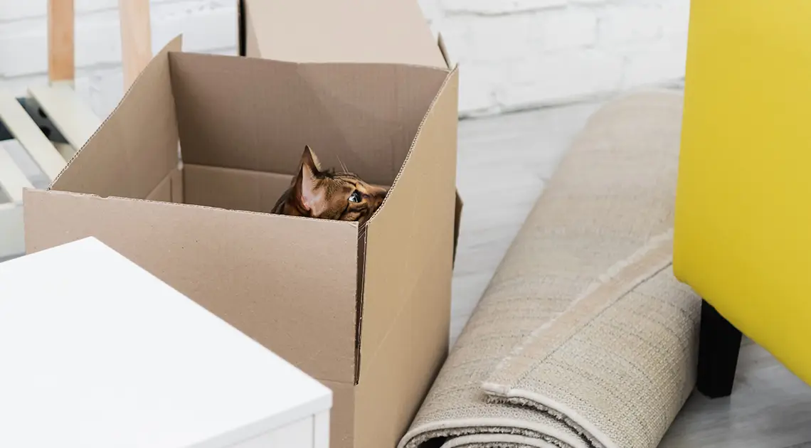 Quand les chats déménagent : suggestions et astuces