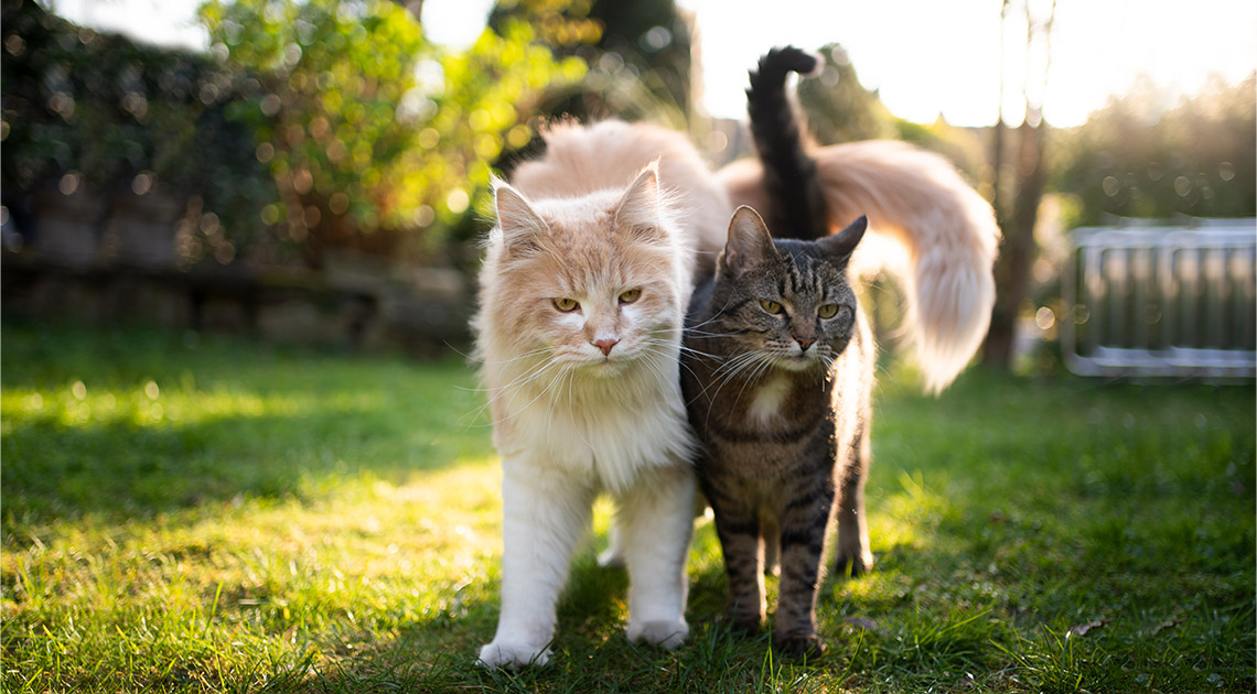 Der Katzenschwanz und seine Bewegungen: Wie man wichtige Signale deuten kann