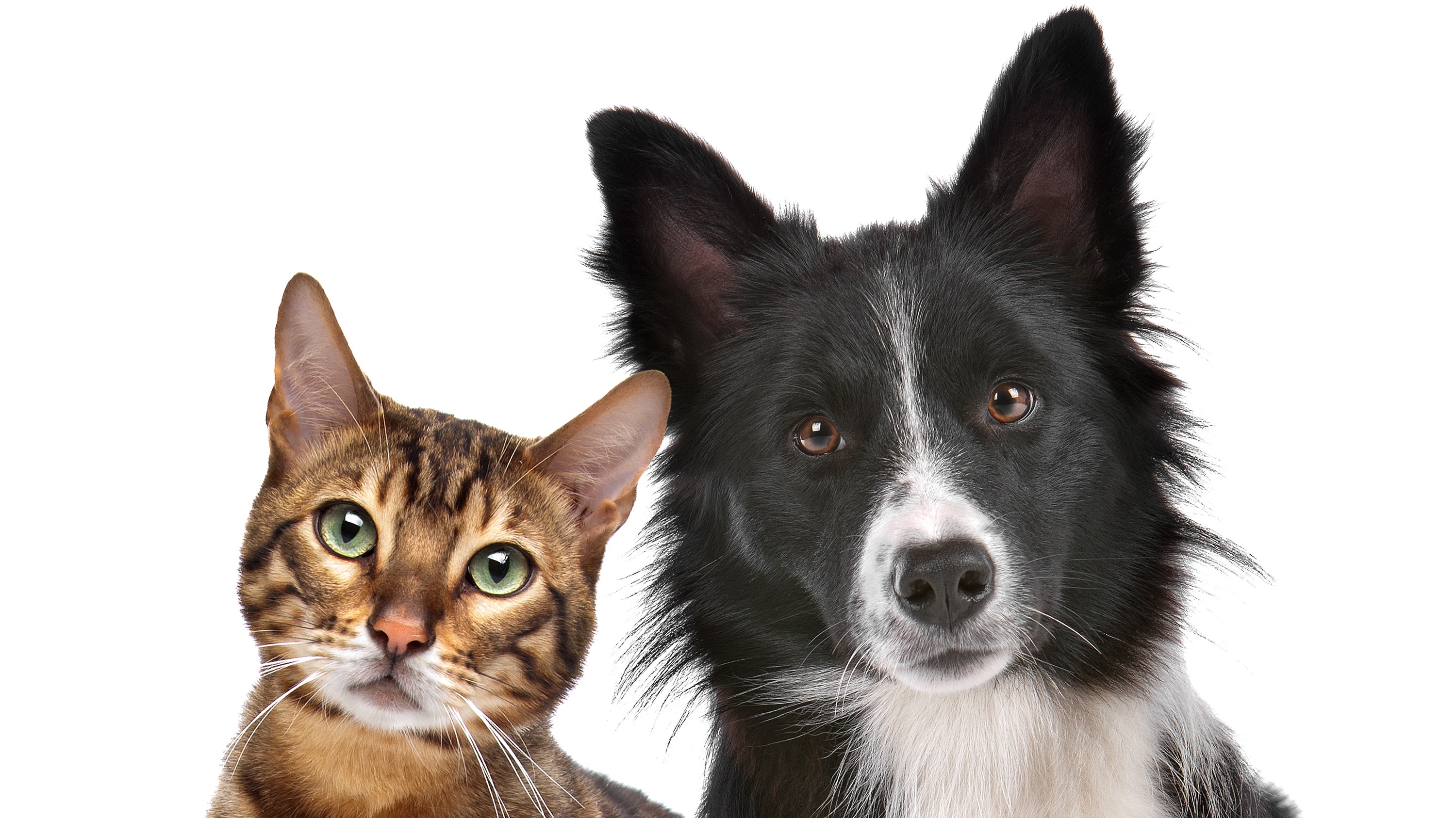 Die Inhaltsstoffe der HFC-Tiernahrung für unsere Hunde und Katzen