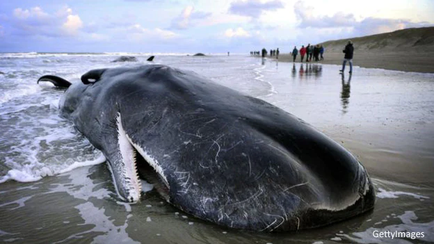 DeadSpermWhale-GettyImages