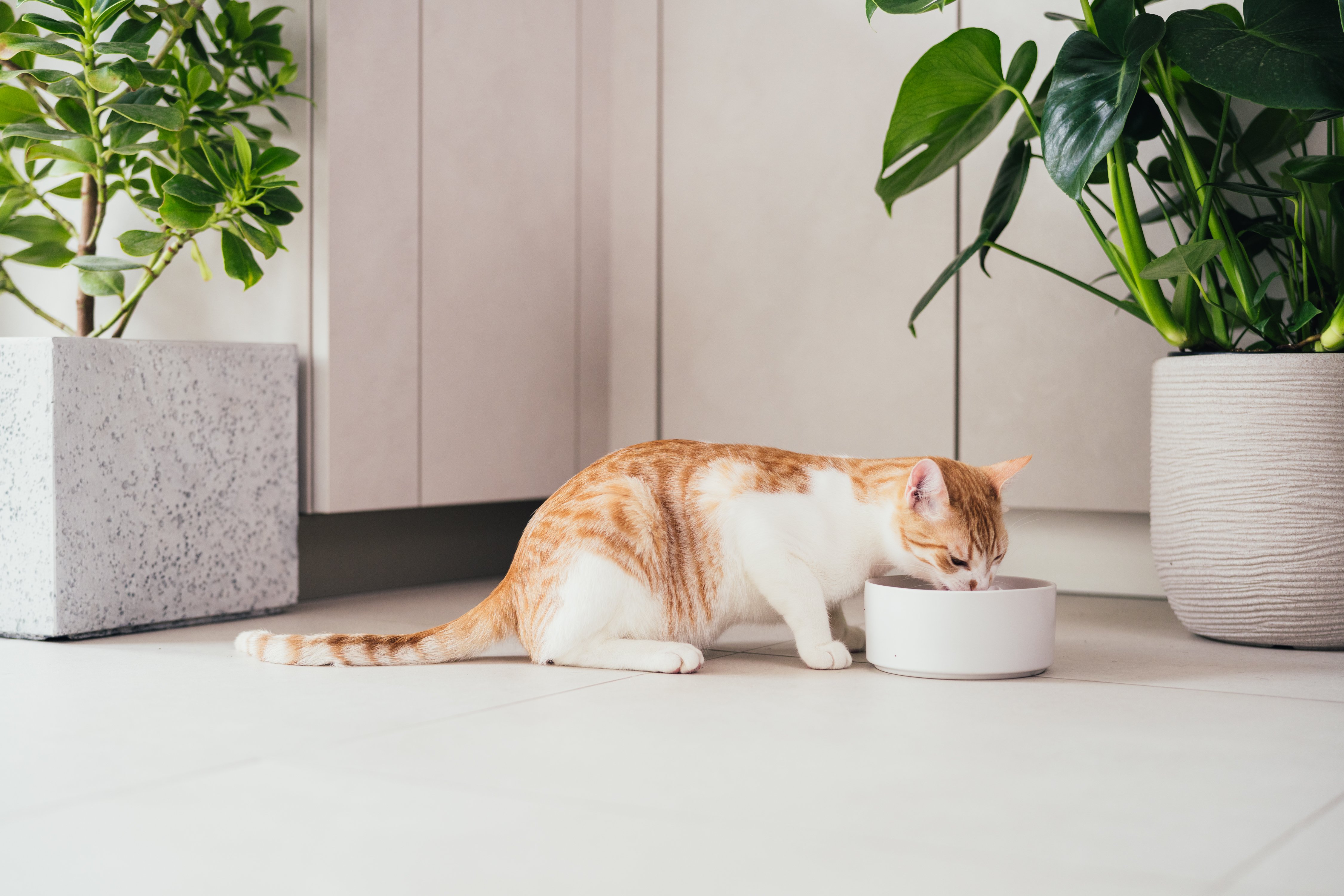 Here are some tips for the nutrition of your sterilised cat