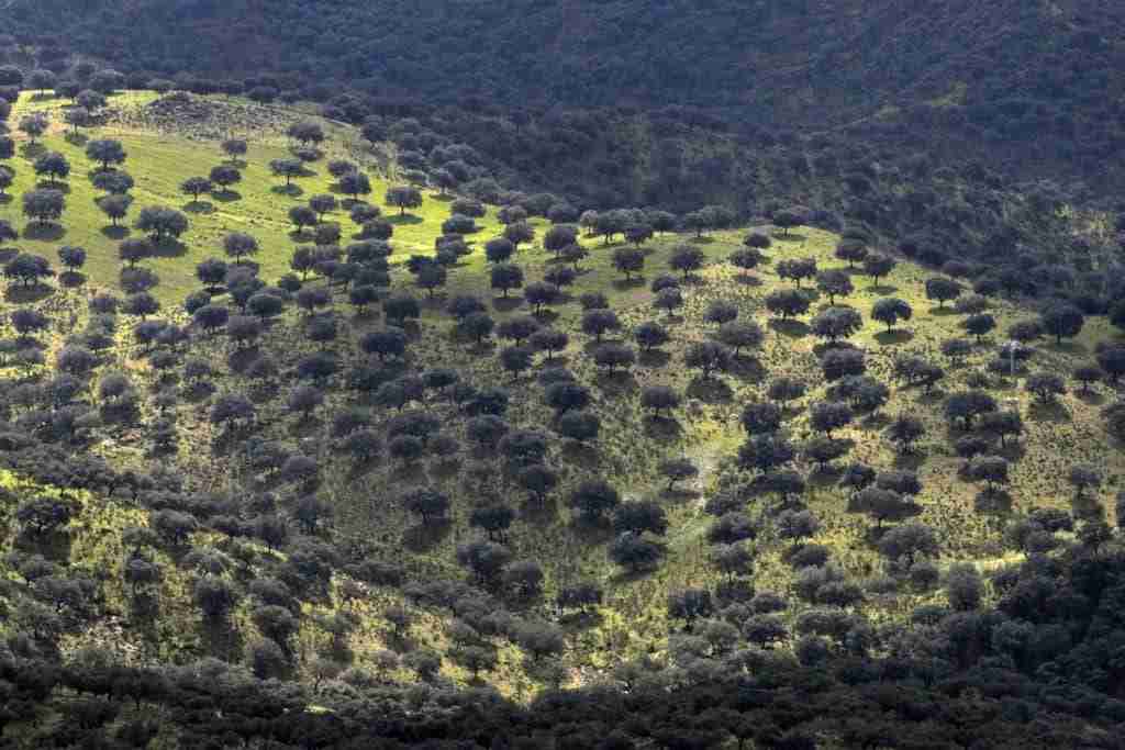 almo nature farmers predators dehesa lupo