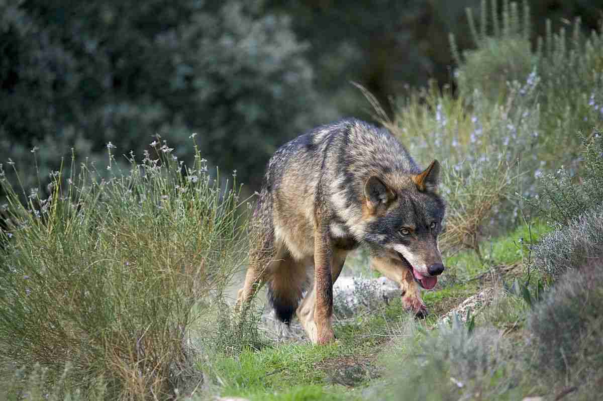Farmers & Predators: Spain, to the “river of wolves and beyond the Duero
