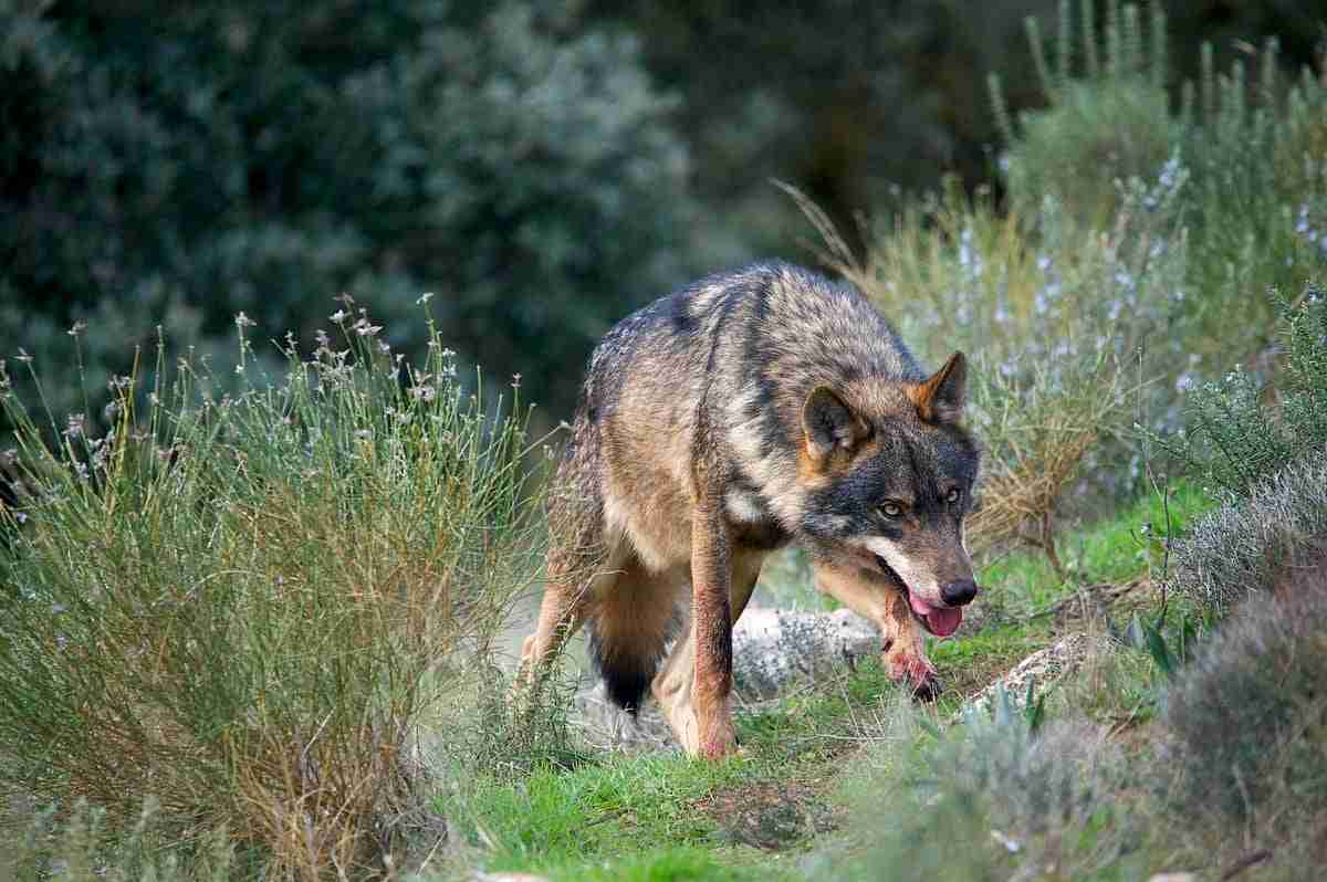 Farmers&Predators: Spain, to the “river of wolves" and beyond the Duero