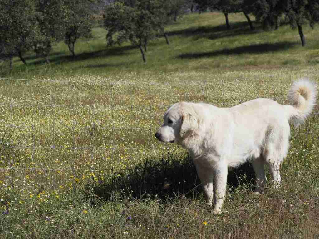 almo nature farmers predators dehesa lupo