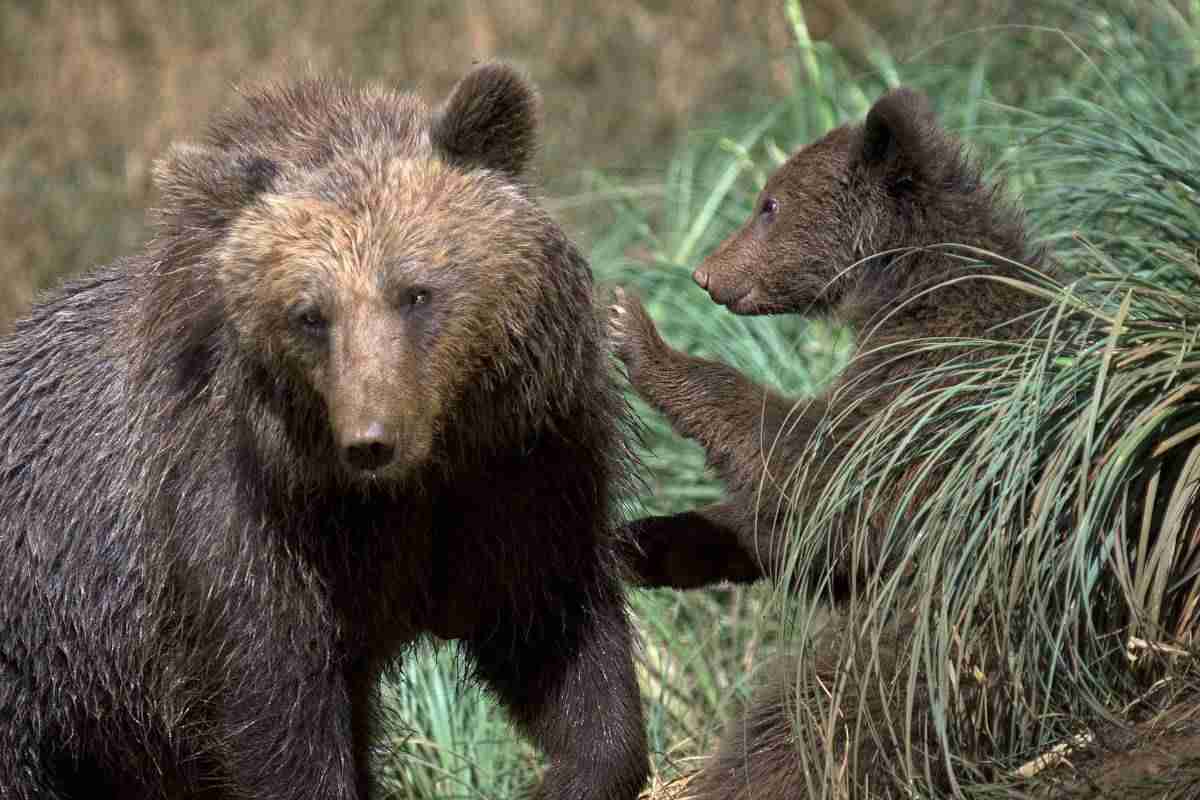 Farmers&Predators: From the Alps to the Sierra Nevada: Bears in the Pyrenees