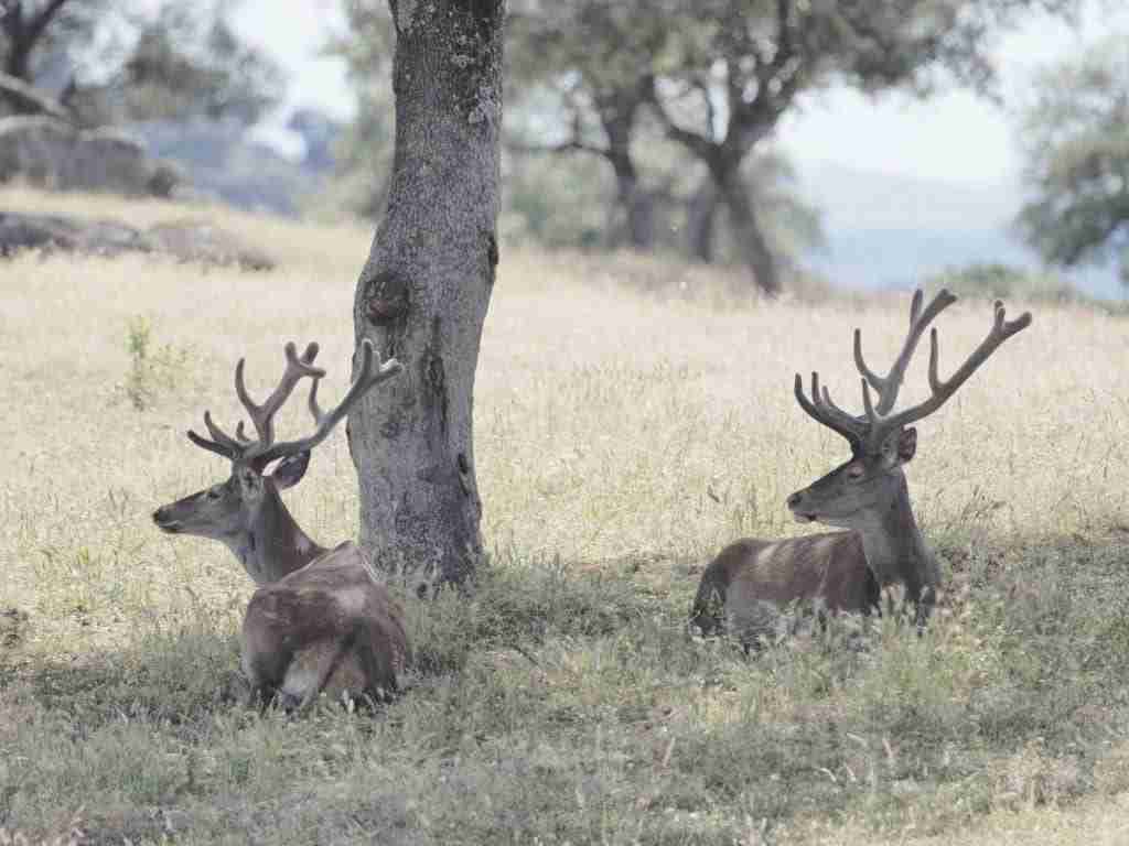 almo nature farmers predators dehesa lupo