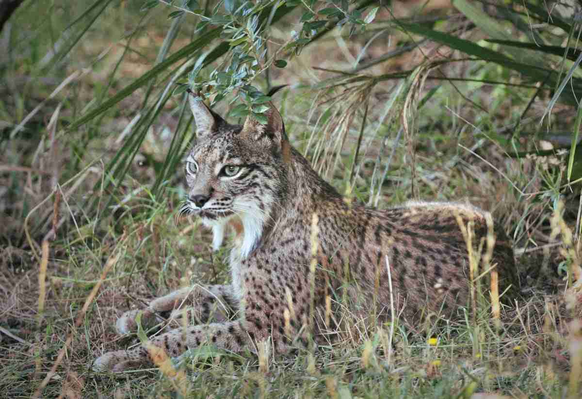 Farmers&Predators: the Iberian Lynx, from Andujar ...