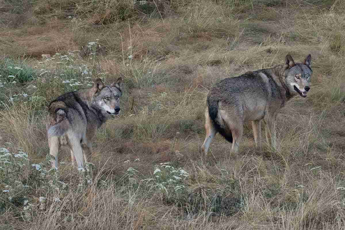 Farmers & Predators, des Alpes à la Sierra Nevada : fin du voyage, entre loups et contradictions