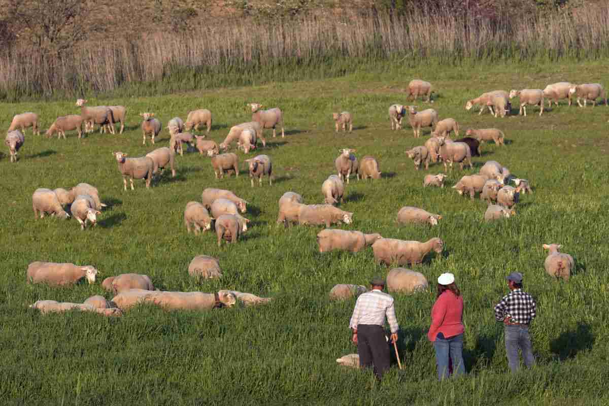 farmers predators almo nature caccia lupo