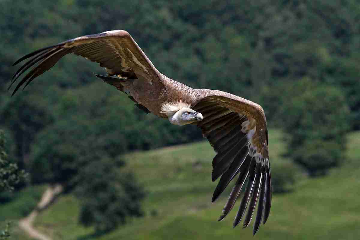 Farmers&Predators - the Spanish "dehesa", among lynx, wolves and birds of prey