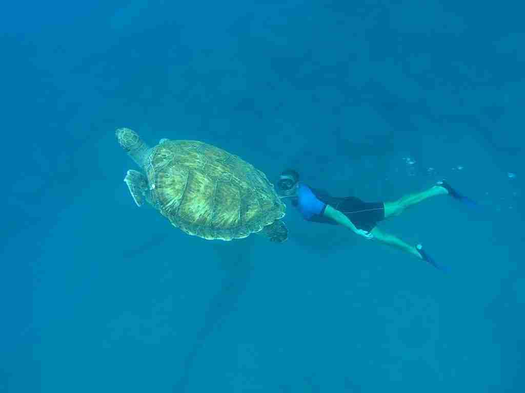 A new project: protecting the loggerhead sea turtl...