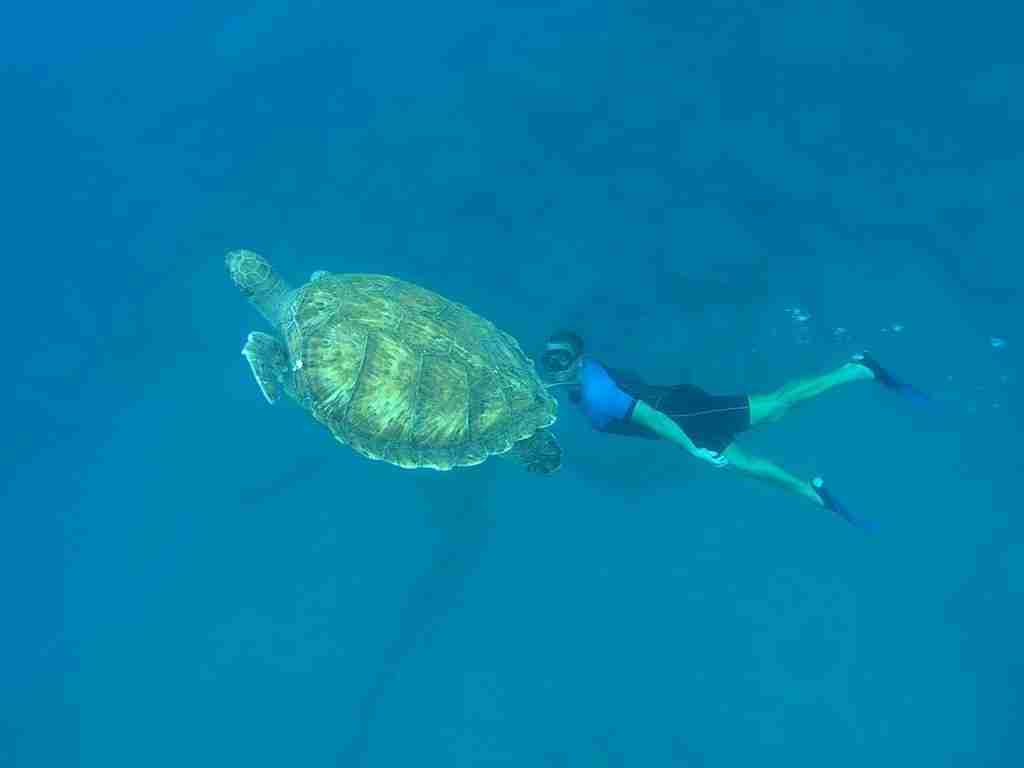 Een nieuw project: bescherming van de zeeschildpad