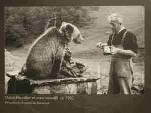 Angeketteter Bär aus dem Jahr 1952