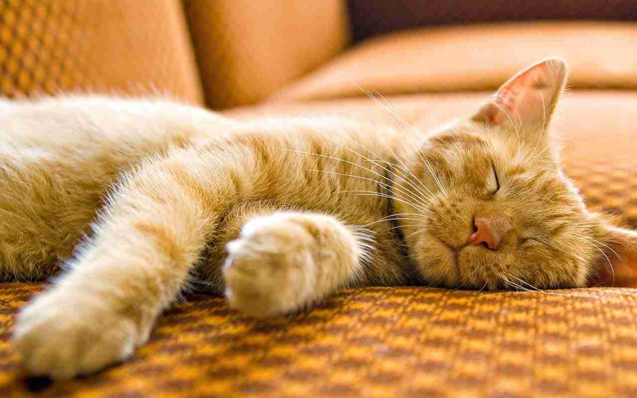 I gatti sognano? I segreti del sonno dei nostri mici
