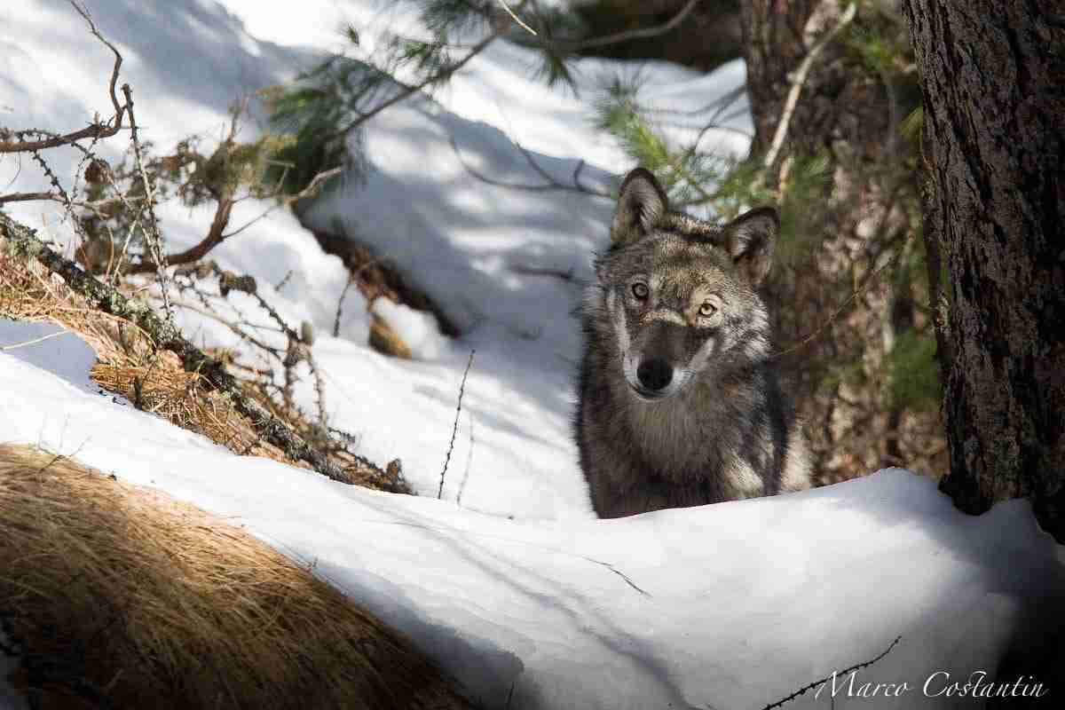 "De Kunst van het Wolf zijn", documentaire en kunst om kennis te maken met de leefomgeving van de wolf