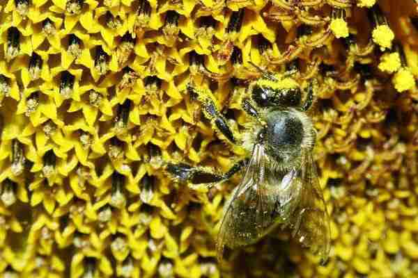 Die dunkle Seite der Biodiversität: Auch Wildbiene...