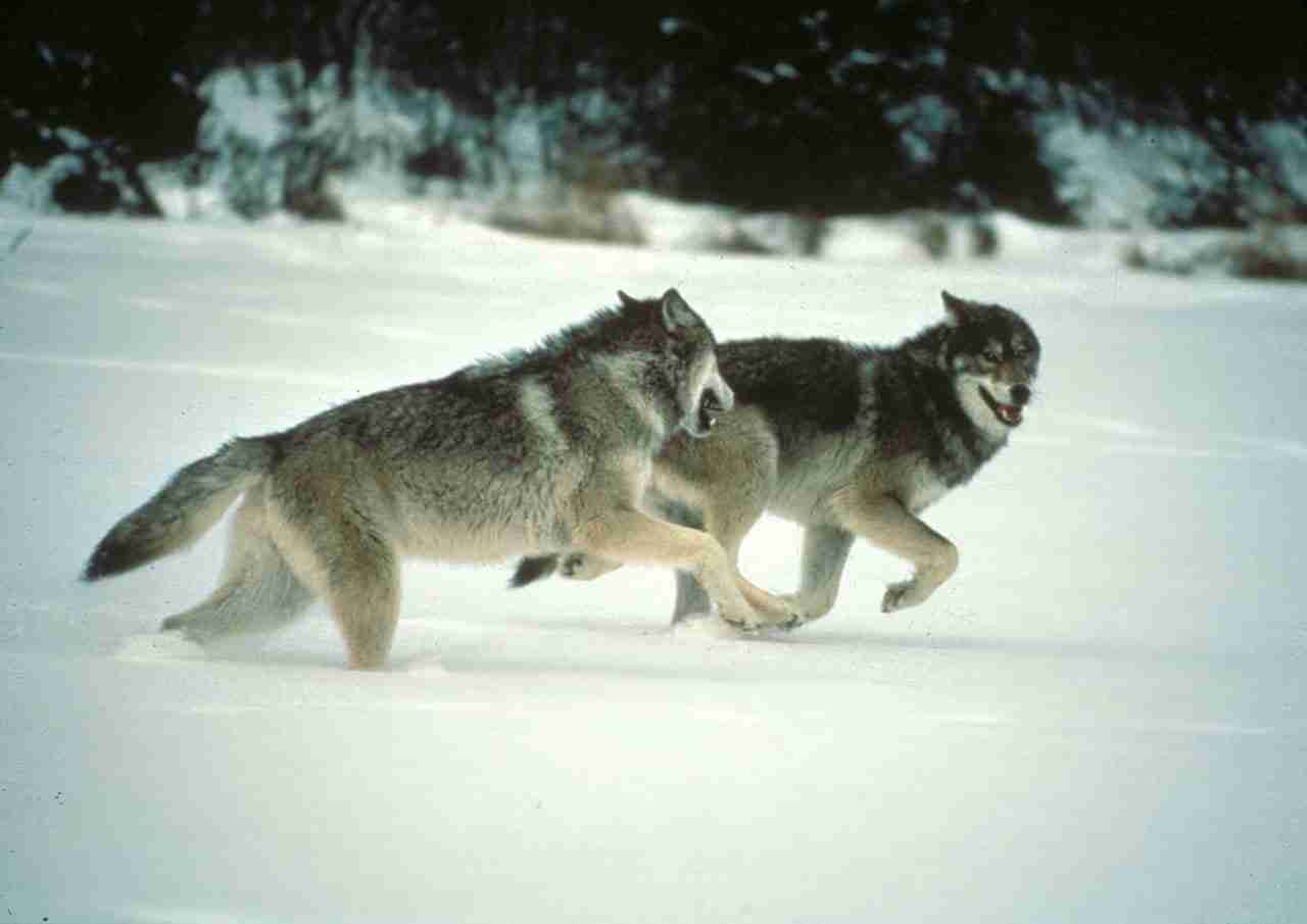 Did hunting with the wolf accelerate human evolution?
