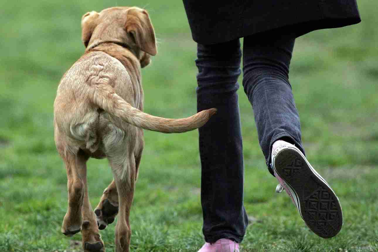 Come i cani dimostrano affetto?