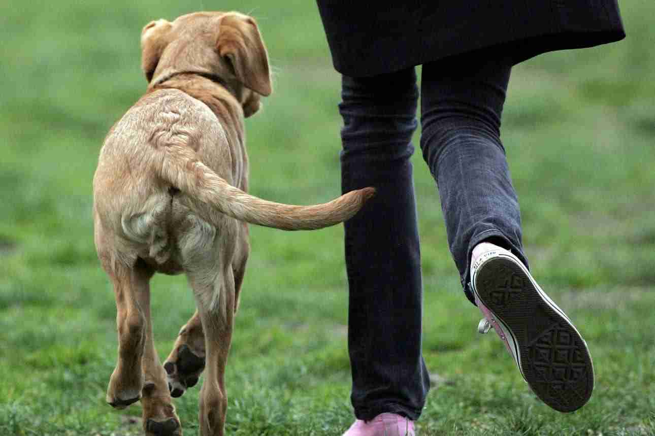 How do dogs show their affection?