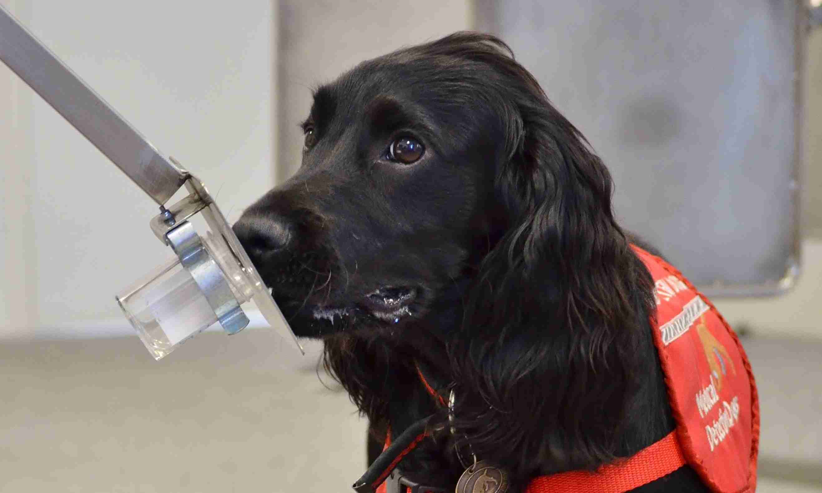 Cancer-detection dogs: a new frontier in preventio...