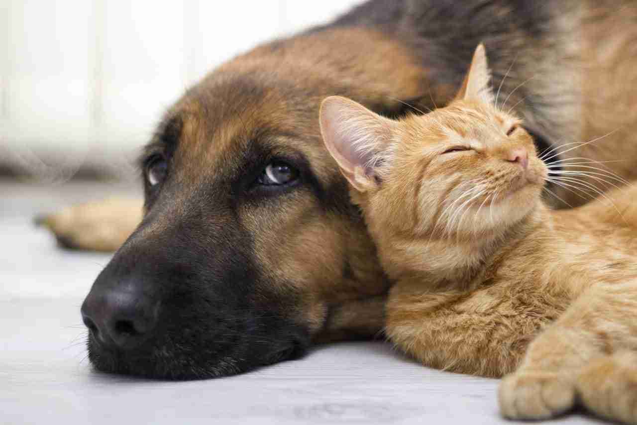 Cane e gatto possono convivere?