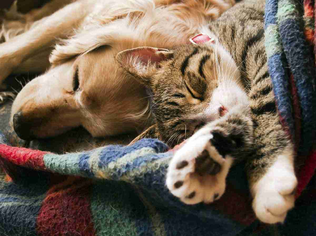 Can dogs and cats live together?