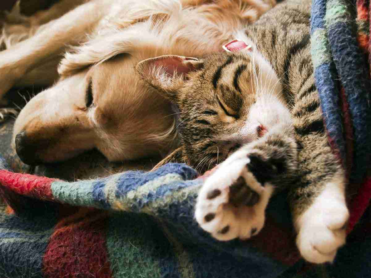 Can Dogs and Cats Live Together?
