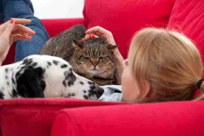 are dogs and cats living longer