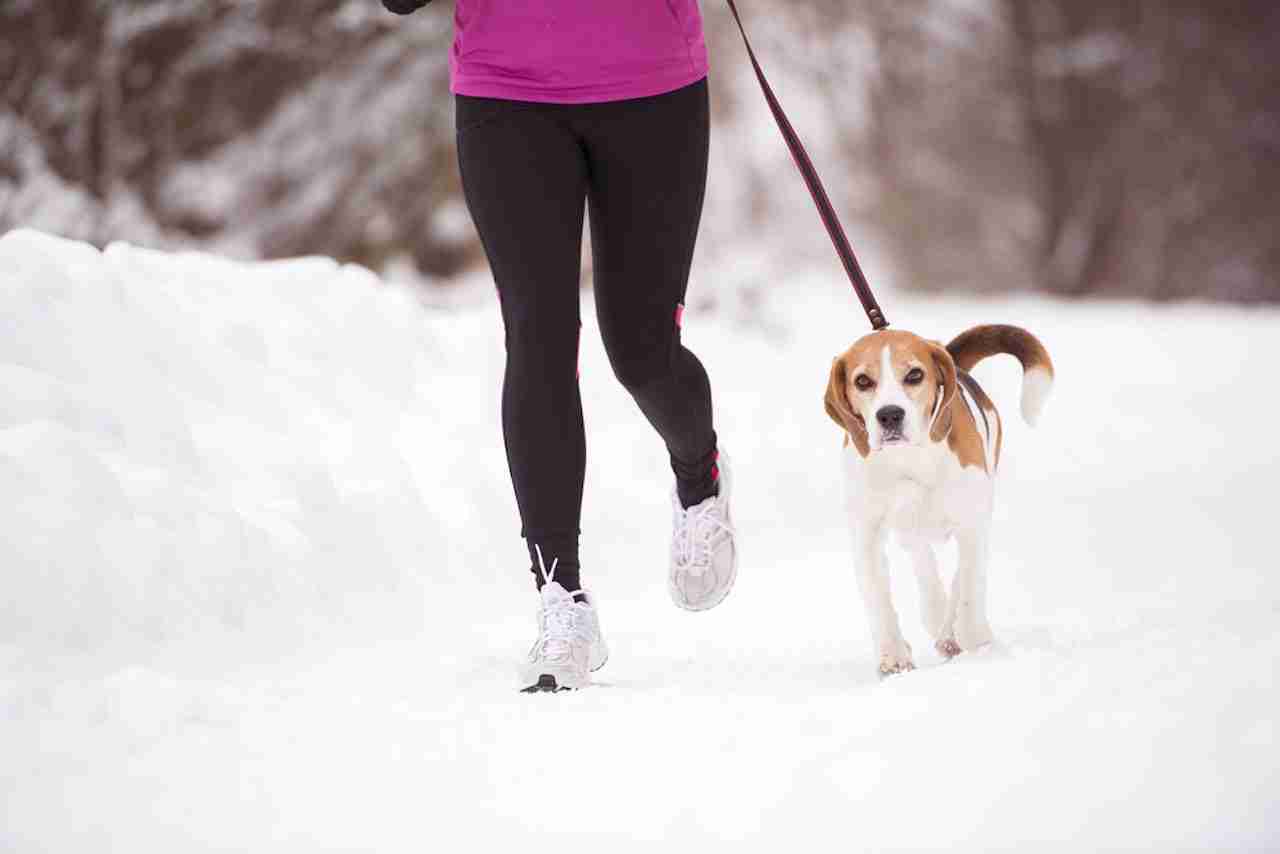 Met de hond wandelen in de sneeuw: 3 dingen om te onthouden