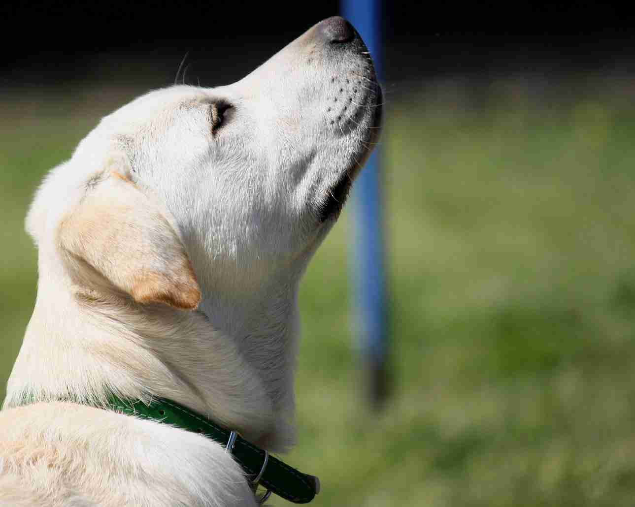 Hond en het baasje: Het gedrag van het dier is ondersteunend