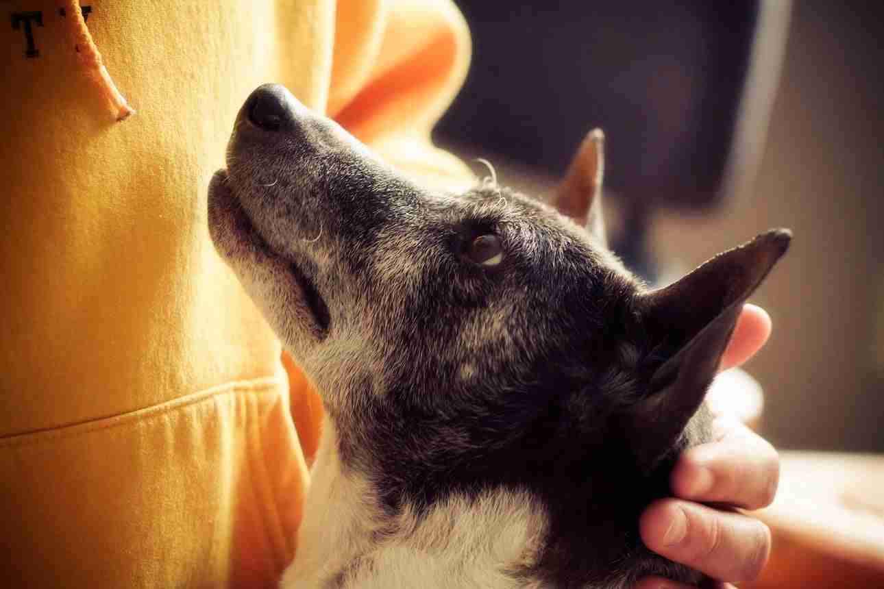 Hunde und Wölfe im Vergleich: Machte die Domestizierung den Hund weniger schlau?