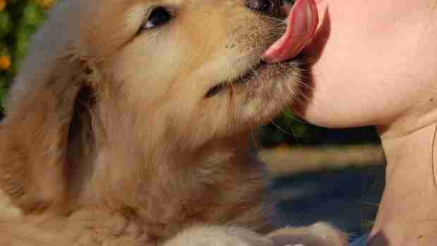 Why do dogs lick their owners?