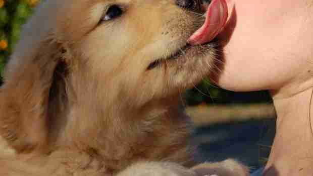 why do dogs kiss