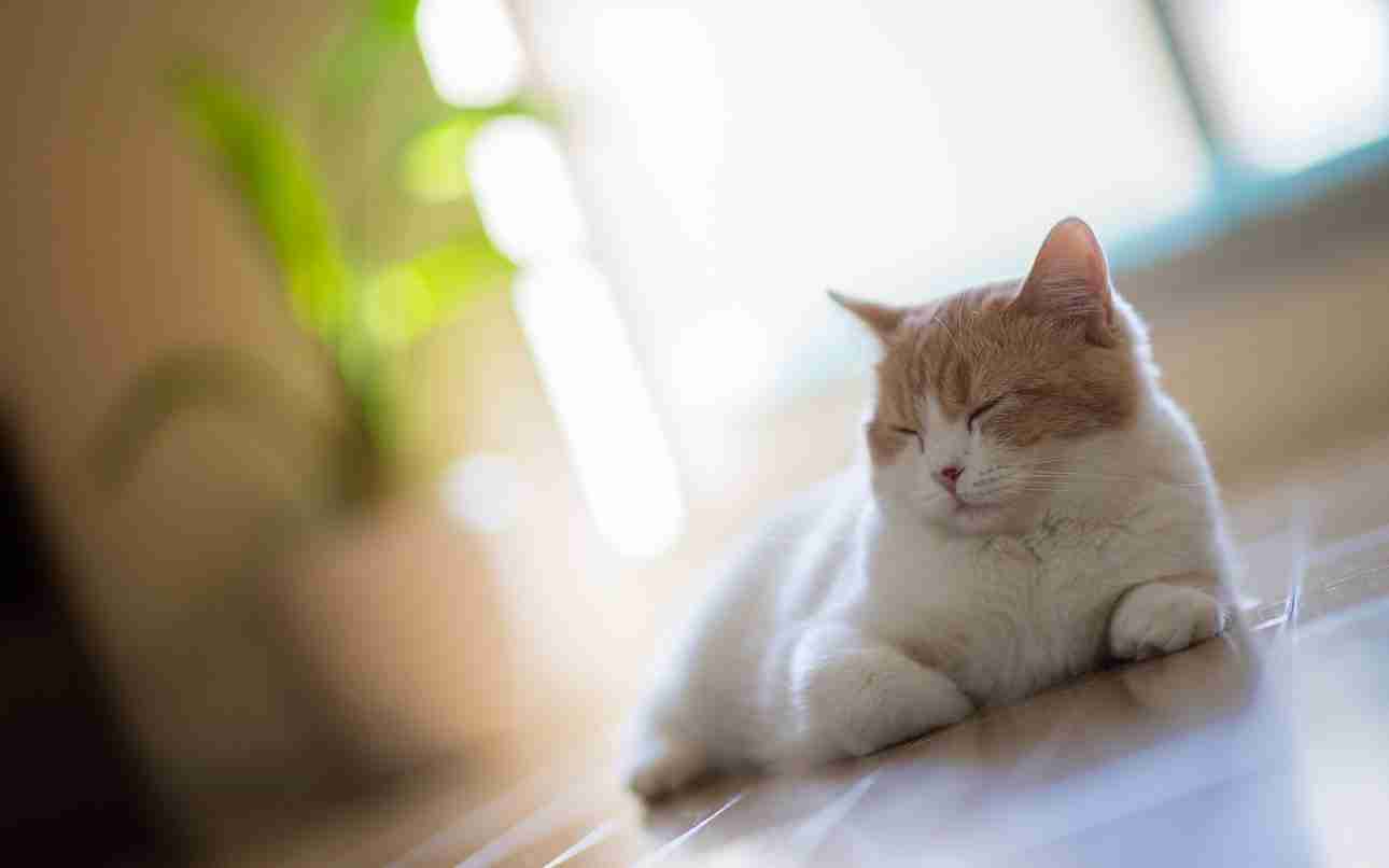 Wanneer katten verhuizen: Suggesties voor het omgaan met de verandering