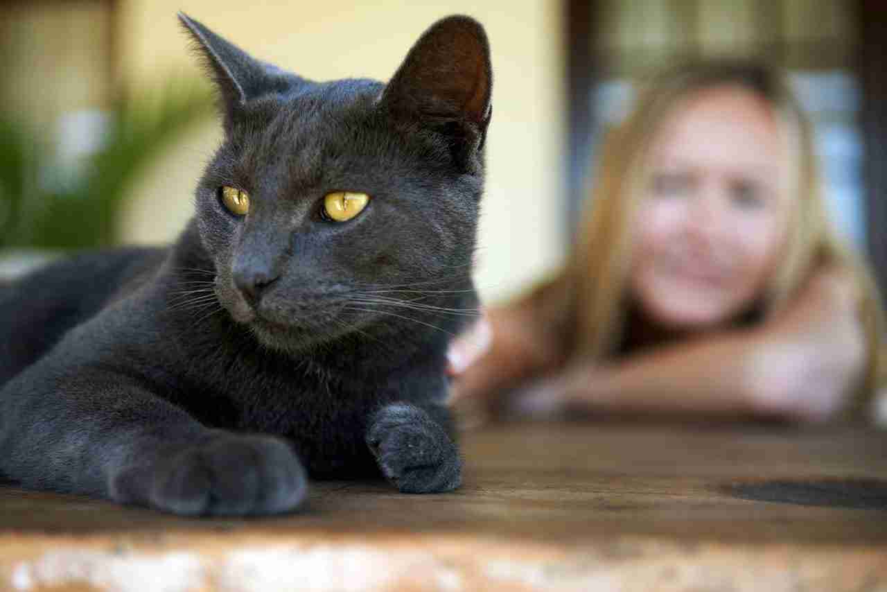 Die Freundschaft zwischen Katze und Mensch