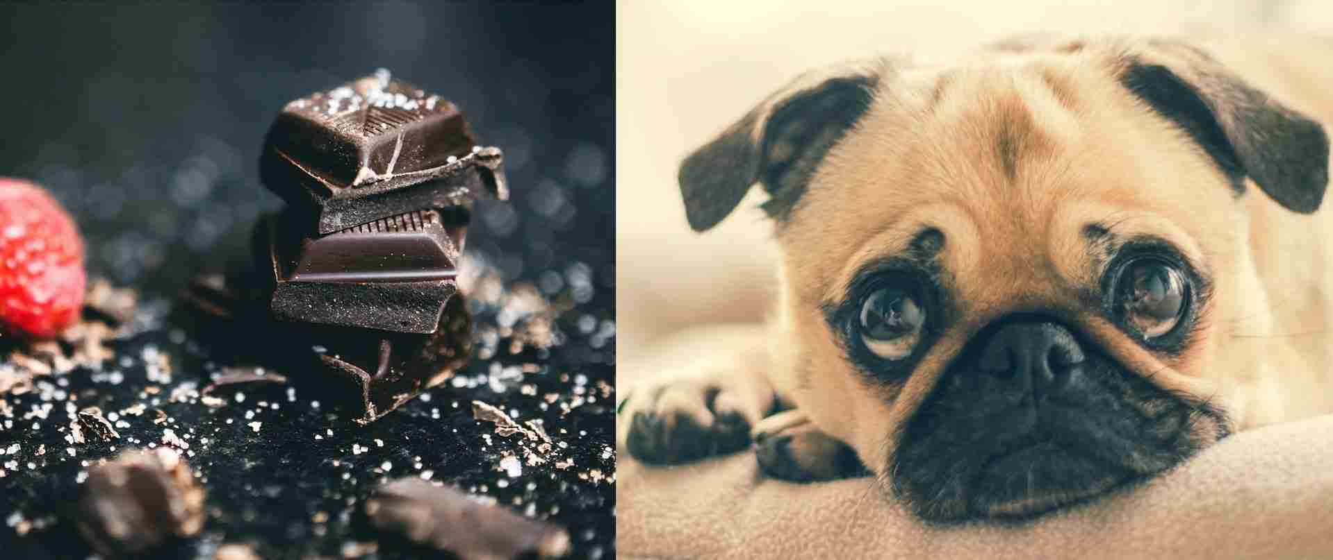 Cani e cioccolata: acerrimi nemici!